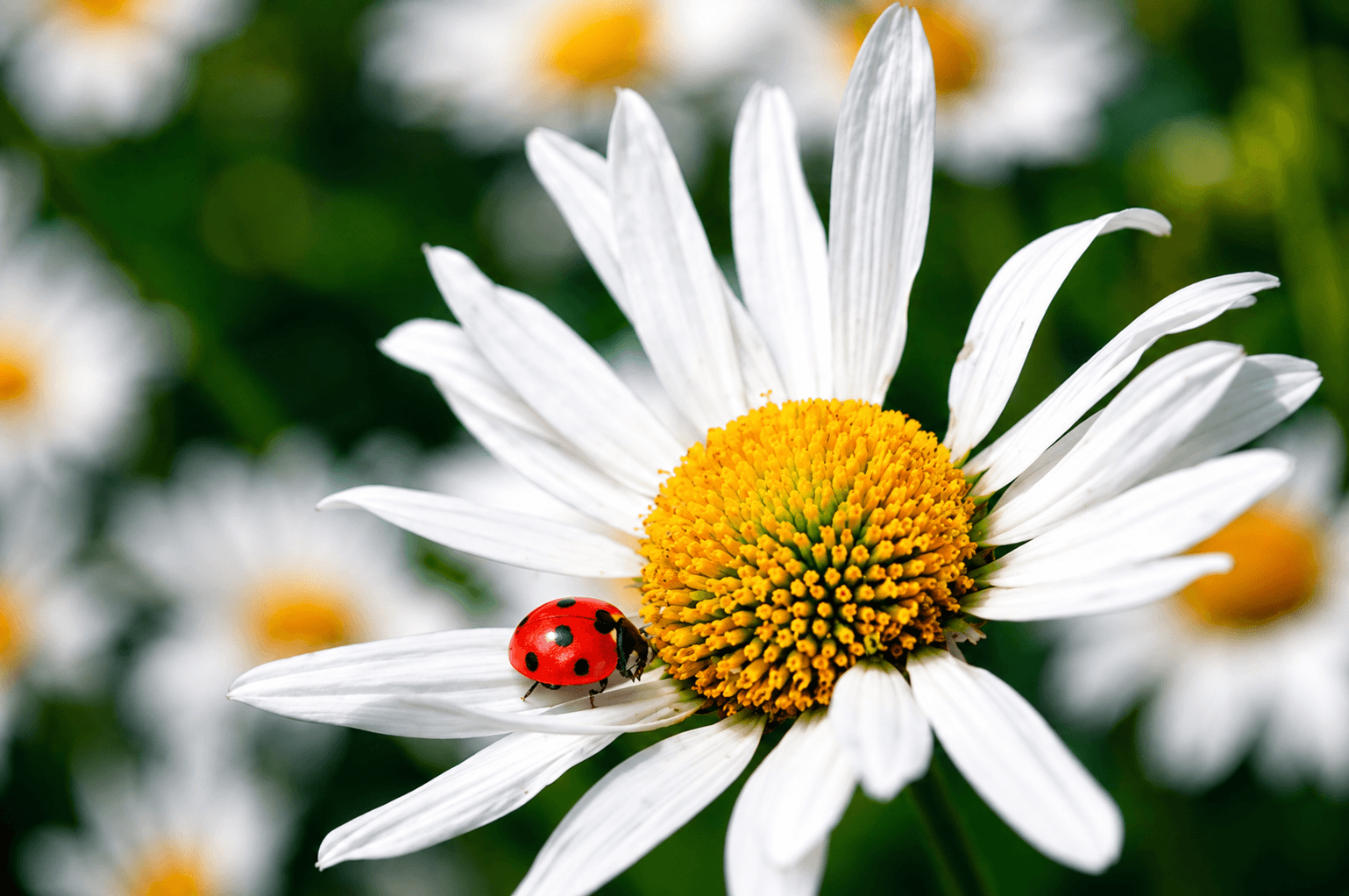 A ladybird resting on the petal of a white daisy