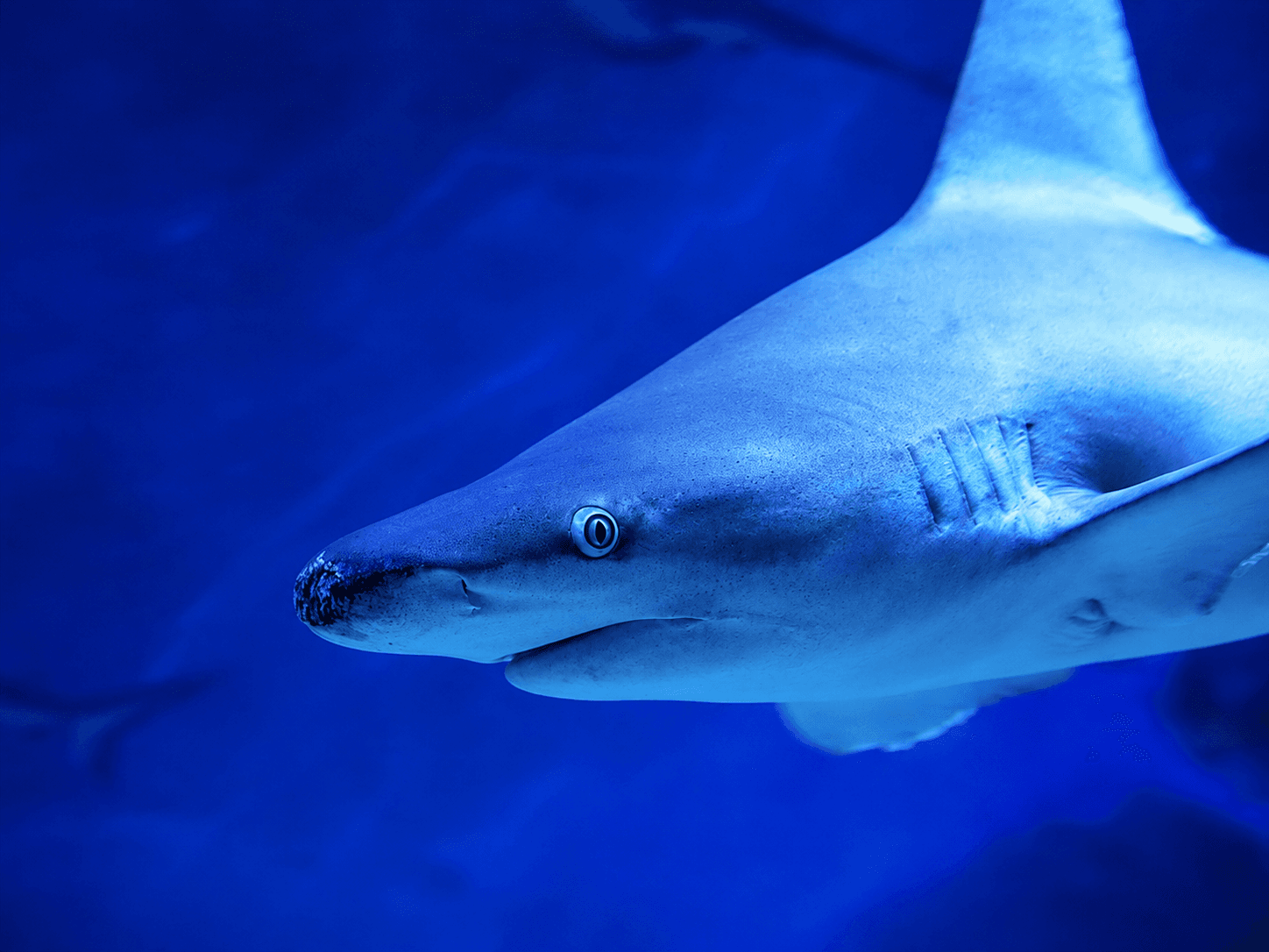 A reef shark gliding through deep blue water