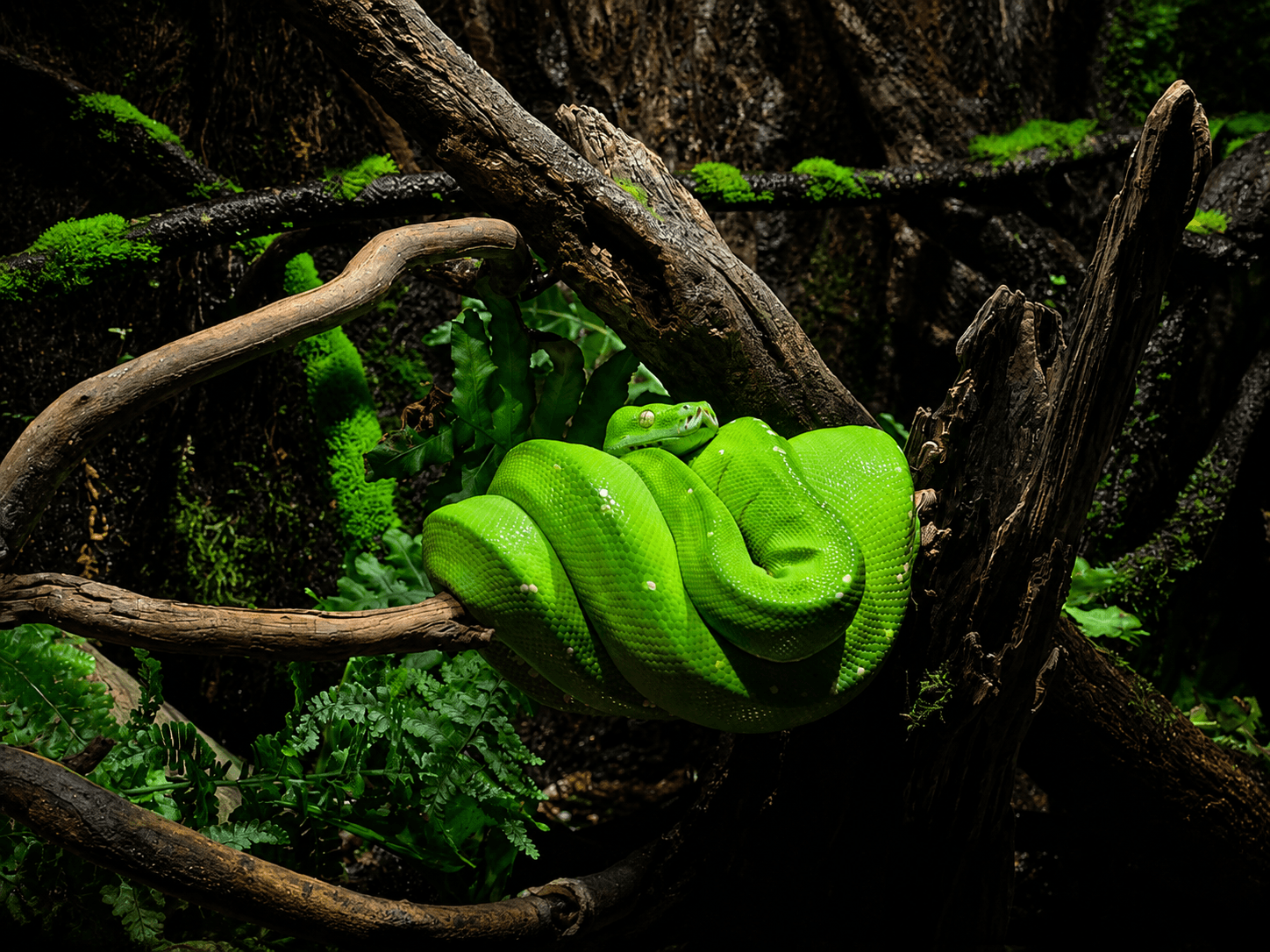 A green tree python coiled on a branch in the rainforest canopy