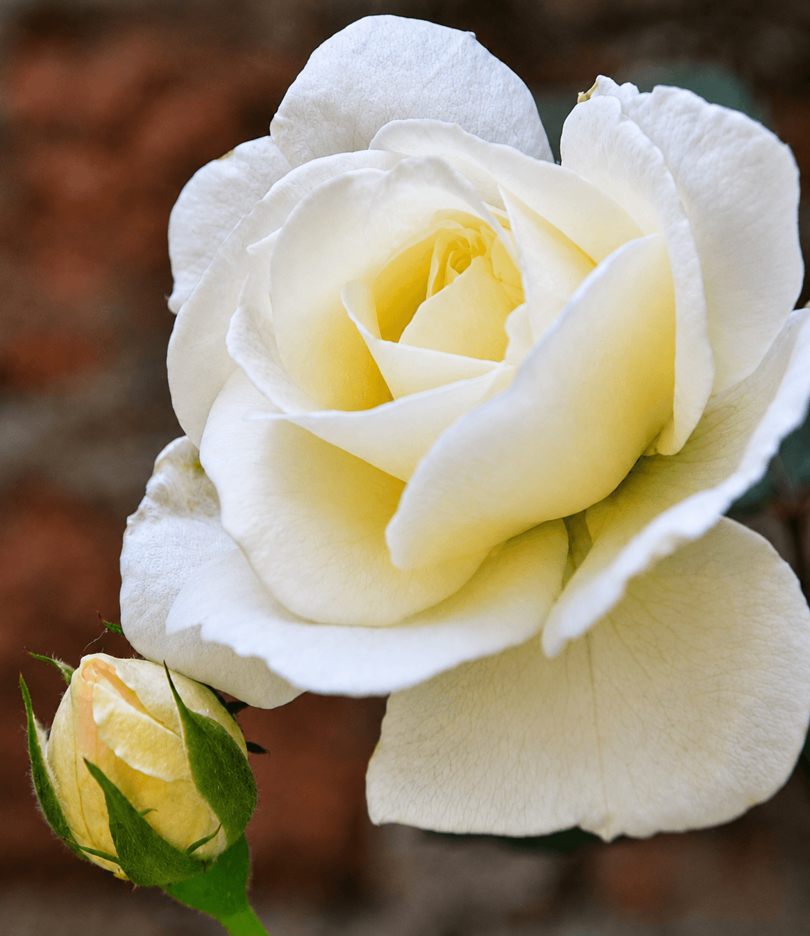 A white rose in full bloom next to an unopened bud
